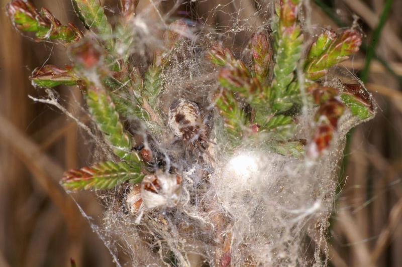 Dictyna_arudinacea_D7395_Z_87_NP De Hoge Veluwe_Nederland.jpg